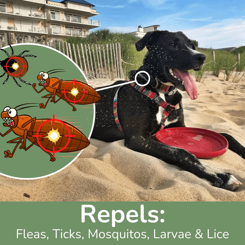 What Makes a Good Tick Repellent for Dogs? What Makes a Good Tick Repellent for Dogs?
